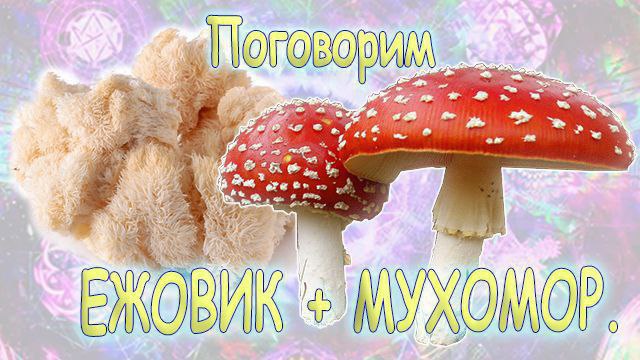 **Мухоморы и ежовик.