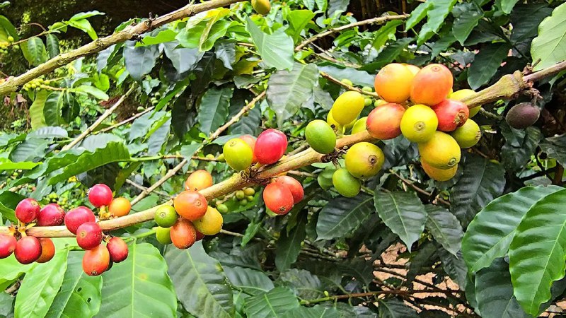 [‌](https://www.nlarenas.com/wp-content/uploads/mayores-visitantes-eje-cafetero-quindio.jpg)Ecuatorianos entre los que más visitan …