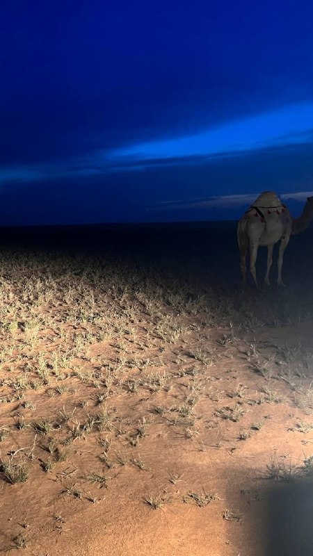 ͏˼جنتل البدو ⚚ ˹
