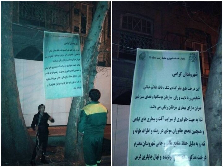 **چرا درختان خیابان فلسطین قطع شد؟**