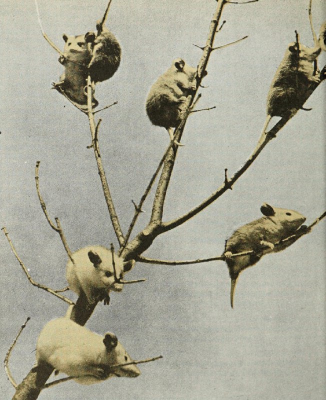 *A tree full of baby opossums …