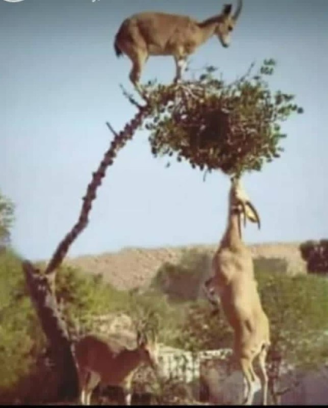 بزها وقتی بالا می‌روند به هم‌نوع …