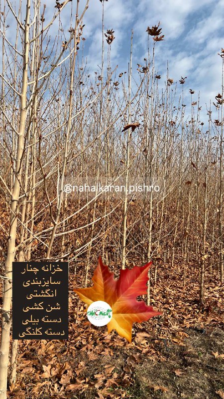 *****❌***انواع درختان غيرمثمر گلدانى(كيسه اى-سطلى-پيت ٥ …