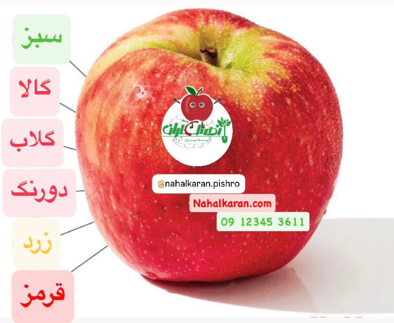 [**‍**](https://attach.fahares.com/jre+2x64dv9hIBNsq9ECAA==) *****🍎******🍏******📣***نهال انواع ارقام#سيب