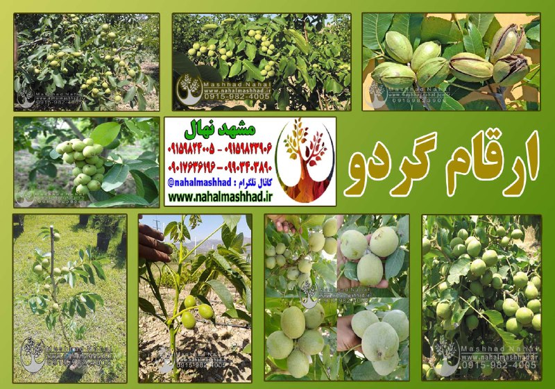 [#نهال\_گردو](?q=%23%D9%86%D9%87%D8%A7%D9%84_%DA%AF%D8%B1%D8%AF%D9%88)