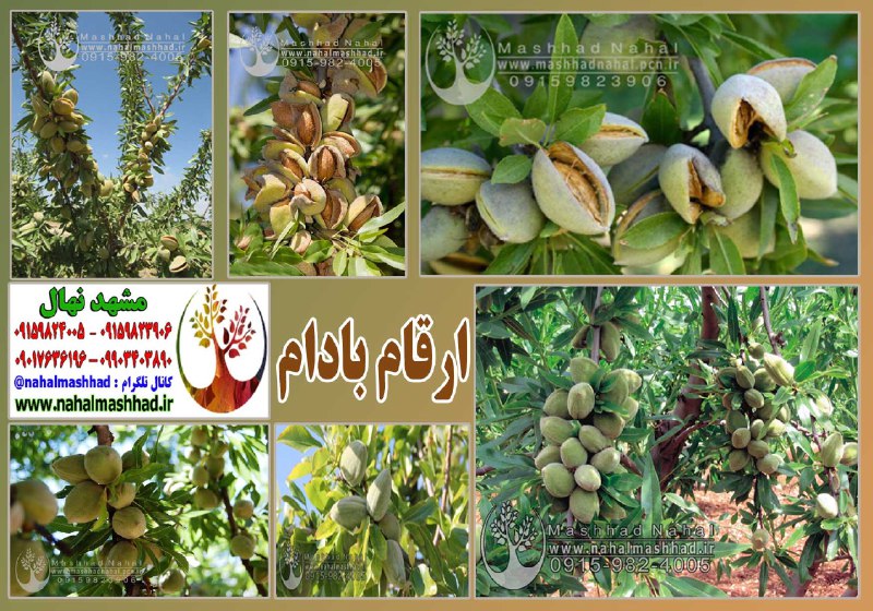 [#نهال\_بادام](?q=%23%D9%86%D9%87%D8%A7%D9%84_%D8%A8%D8%A7%D8%AF%D8%A7%D9%85)