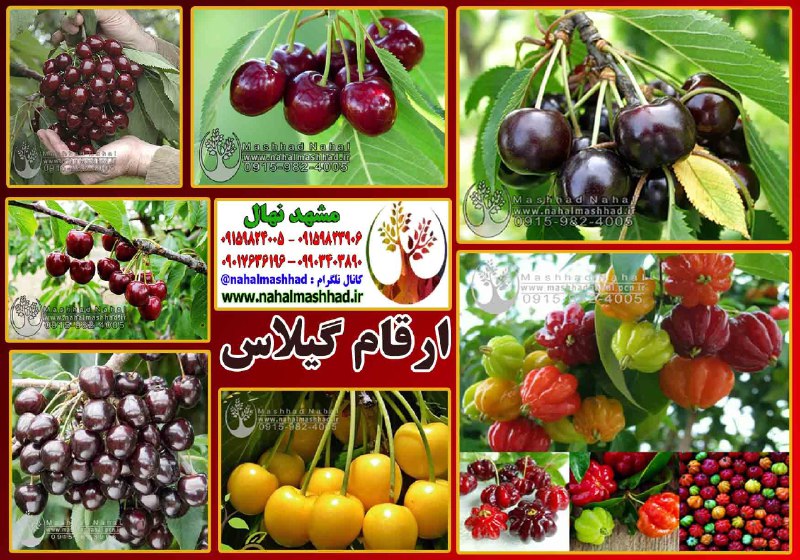 [#نهال\_گیلاس](?q=%23%D9%86%D9%87%D8%A7%D9%84_%DA%AF%DB%8C%D9%84%D8%A7%D8%B3)