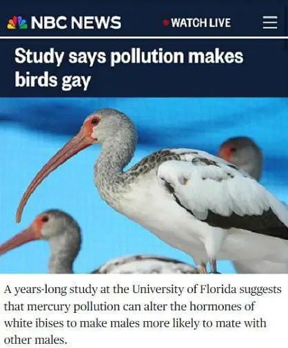 Исследование: загрязнение окружающей среды превращает птиц …