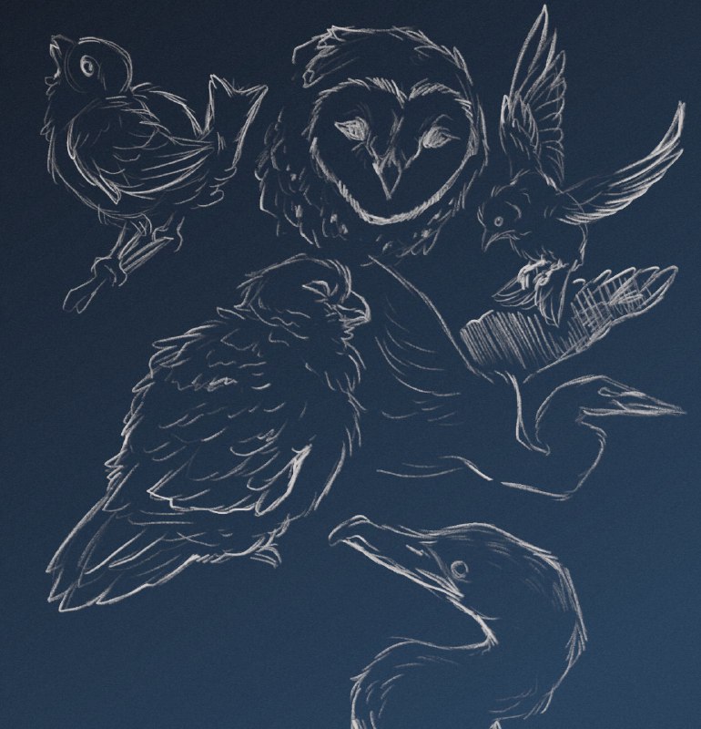 Bird practice/doodling from pinterest ***🪶***