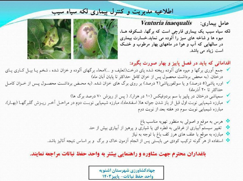 اطلاعیه مدیریت و کنترل بیماری لکه …