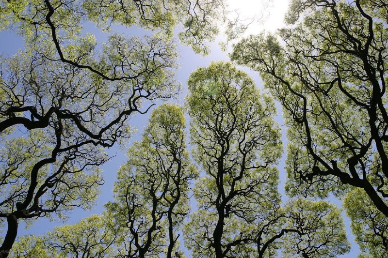 ظاهرة "Crown Shyness" حيث الأشجار تتحاشى …