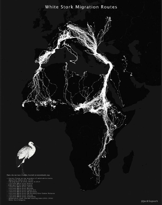 Красивое про [миграцию](https://x.com/jacksapoch/status/1853935394175254998?s=52&amp;t=AZx-t6lwiv9ytkBoqosINQ) белых аистов ***🤍***