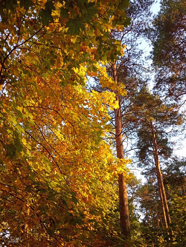 Наткин сад 👩🏻‍🌾. Дача, огород, цветоводство