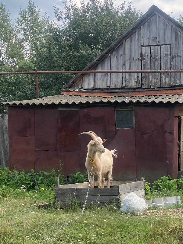 Натали о жизни, о сетевом на …