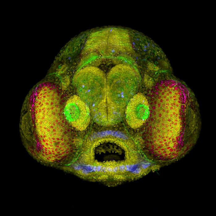 *****🔬***Головка эмбриона рыбки Данио Рерио (Danio …