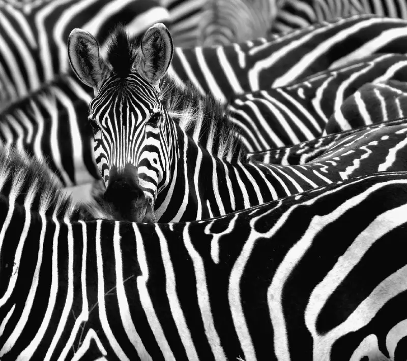 Why do zebras have stripes? It's …