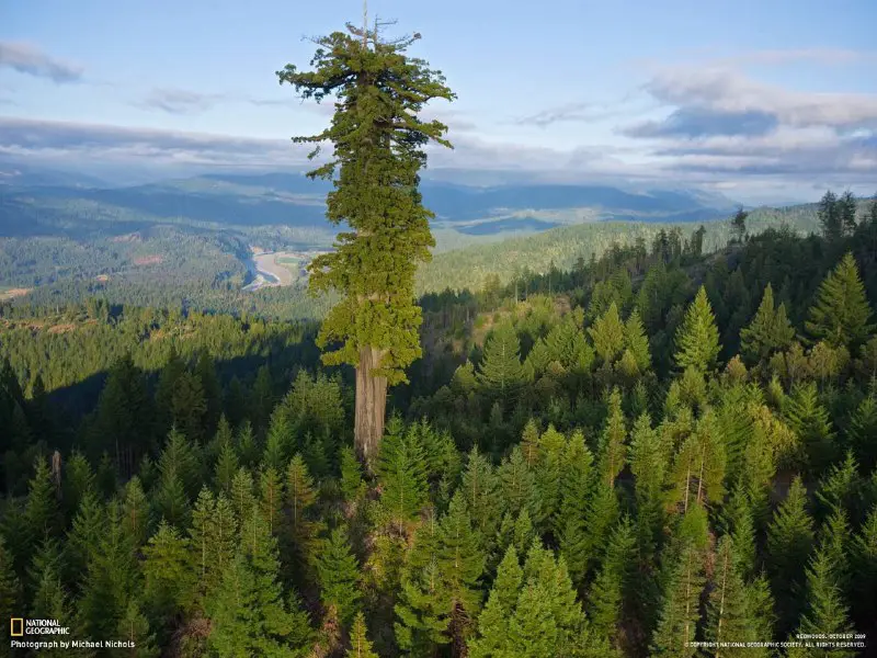 بلندترین درخت جهان، hyperion در یک …
