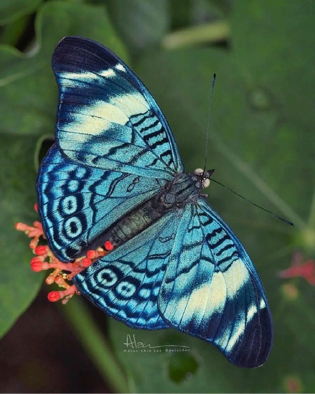 National Geographic farsi