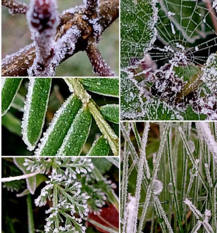 Der Raureif verwandelt die Natur in …
