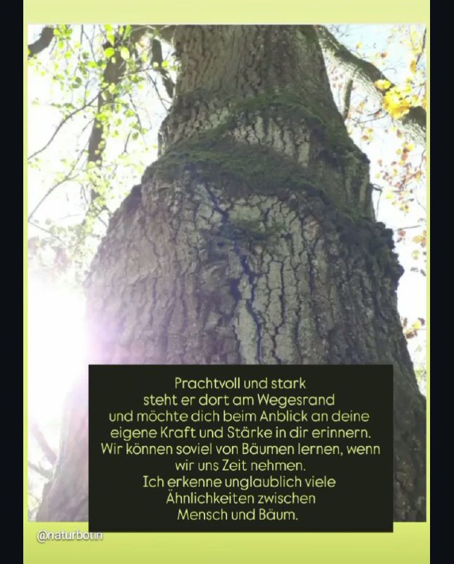 Jeder Baum ***🌳*** ist einzigartig und …