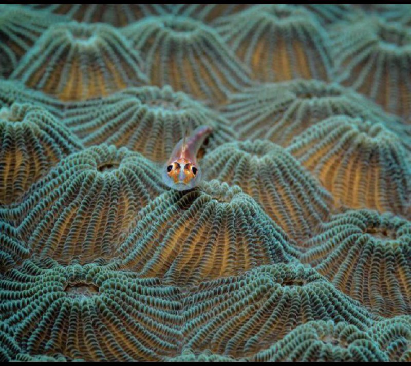 ***🔥*** Small fish on coral