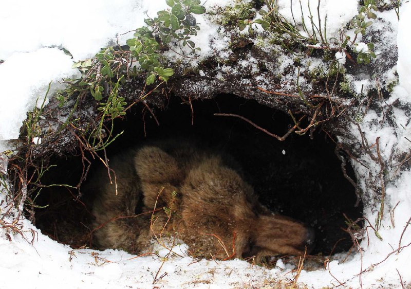 **POURQUOI les ours hibernent-ils ?**