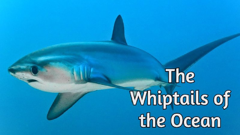 ***🔥*** Thresher sharks - The Whiptails …