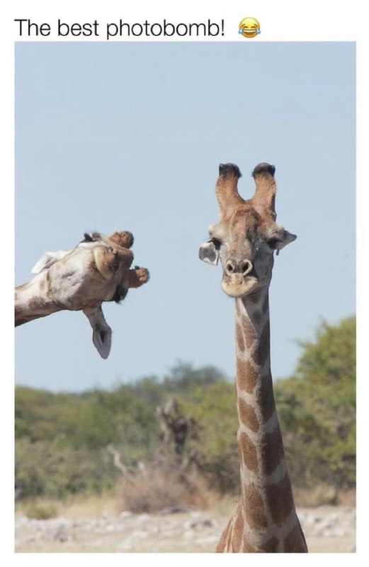 ***🔥*** giraffe photobombs the picture.