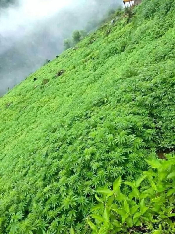 ***🔥***Cannabis growing naturally in the Himalayas