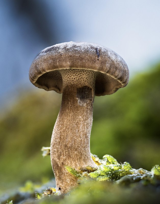 Winter Polypore