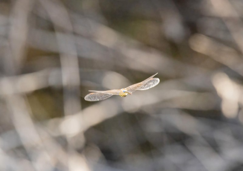 ***🔥***Took a photo of a dragonfly …