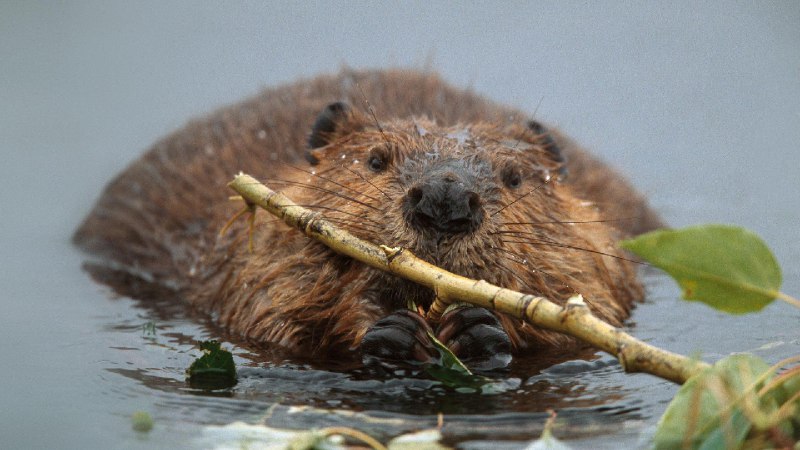 ***🔥***Beaver Bringer of Stick.