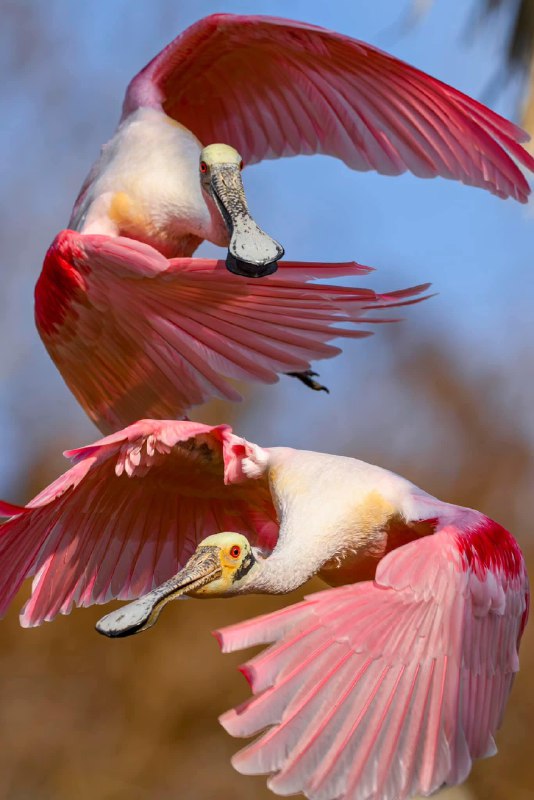 ***🔥*** Roseate spoonbills in flight. Photo …