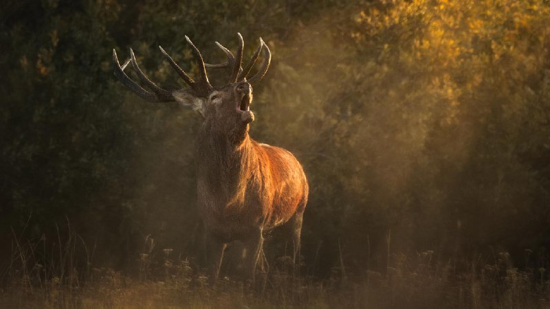 ***🦌******🍂*** **Съёмка благородного оленя.** Ольга Рудченко. …