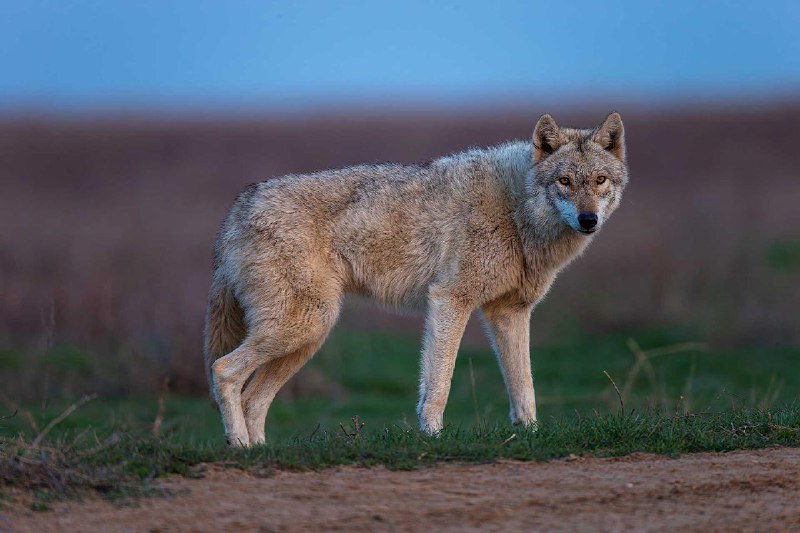 ***🐺*** Степь хранит свои тайны, а …