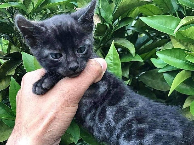 Bengal Cat ***❤️‍?***