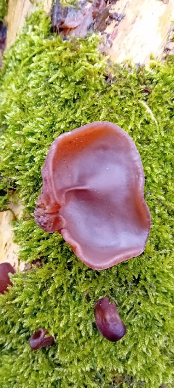 Judasohr -> gesunder Winterpilz