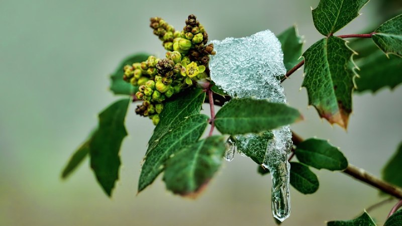 Le singole specie della biodiversità sono …