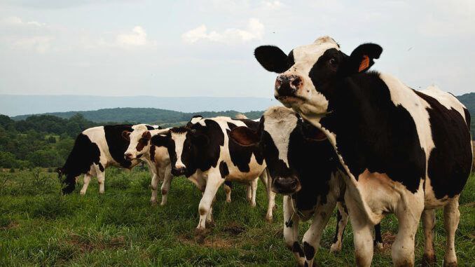 Koeien veroorzaken GEEN ‘klimaatverandering’, bevestigt nieuw …