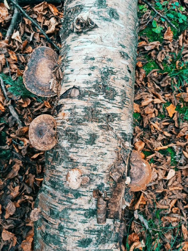 (Übersicht) Naturprodukte - Gesund leben 💞