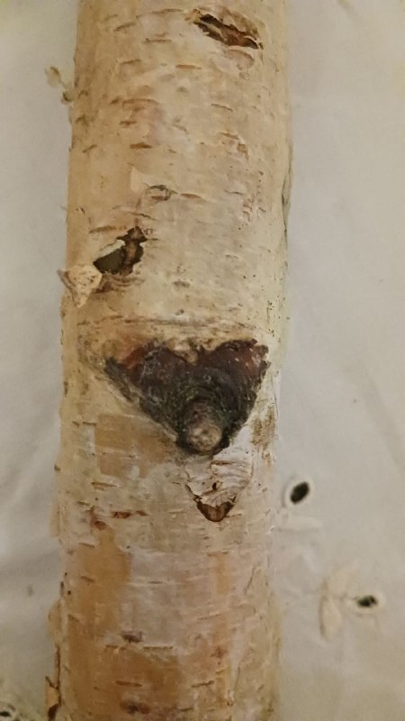 Naturwesen und Natur- Kräuter Weisheit