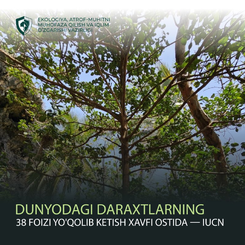 **Dunyodagi daraxtlarning 38 foizi yo'qolib ketish …