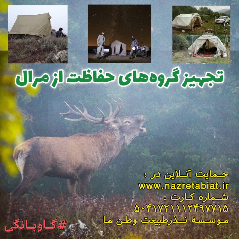 شهریور، فصلِ جفت‌گیریِ مَرالِ ایرانی یا …