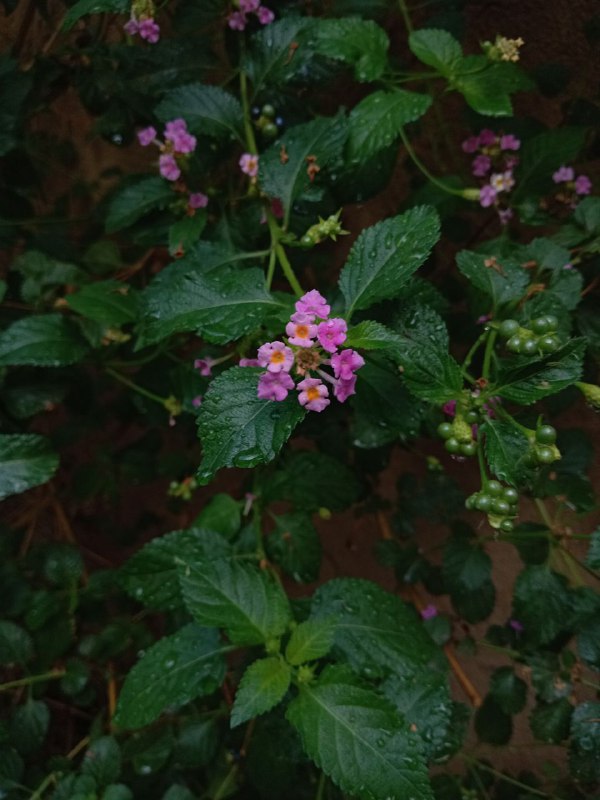 أمر الله كله خير.