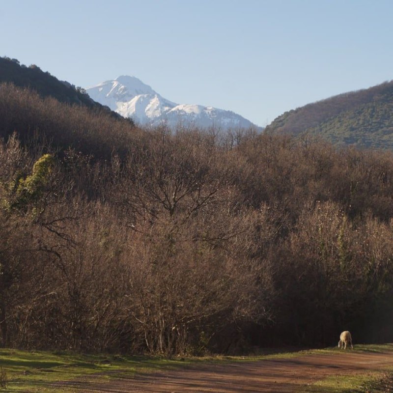 Νεβρός