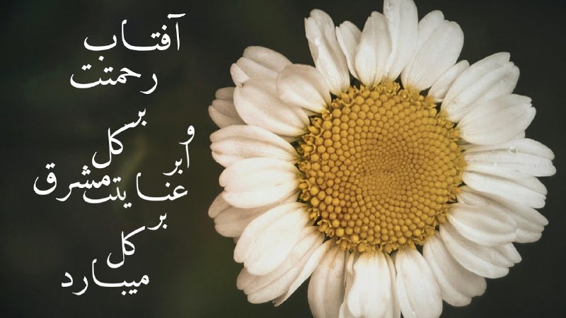 ***🌸******🌷******🌸******🌷***
