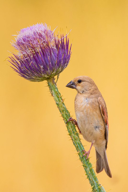 سِهره خاکی Desert Finch
