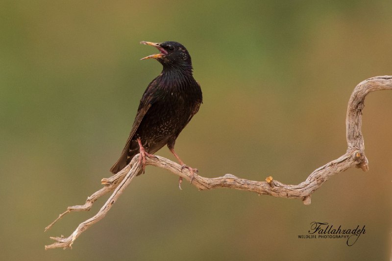 Common starling سار معمولی