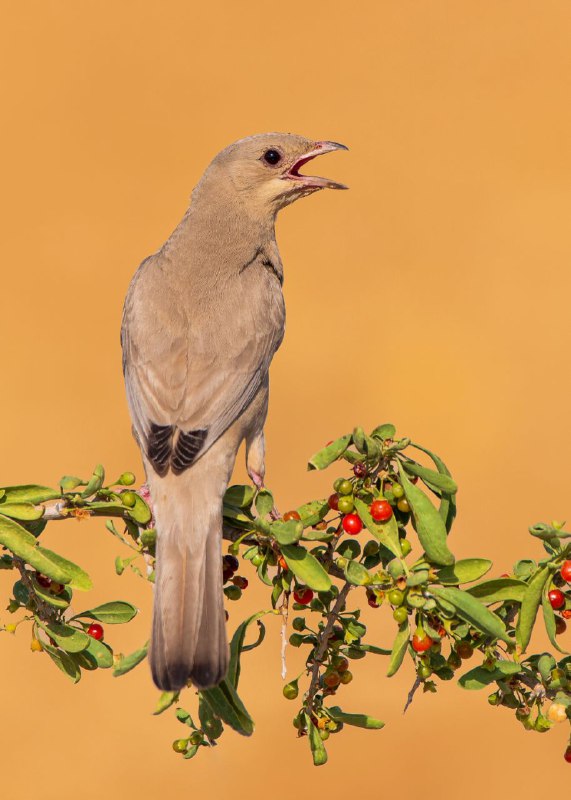 میوه خور ( ماده) Grey Hypocolius
