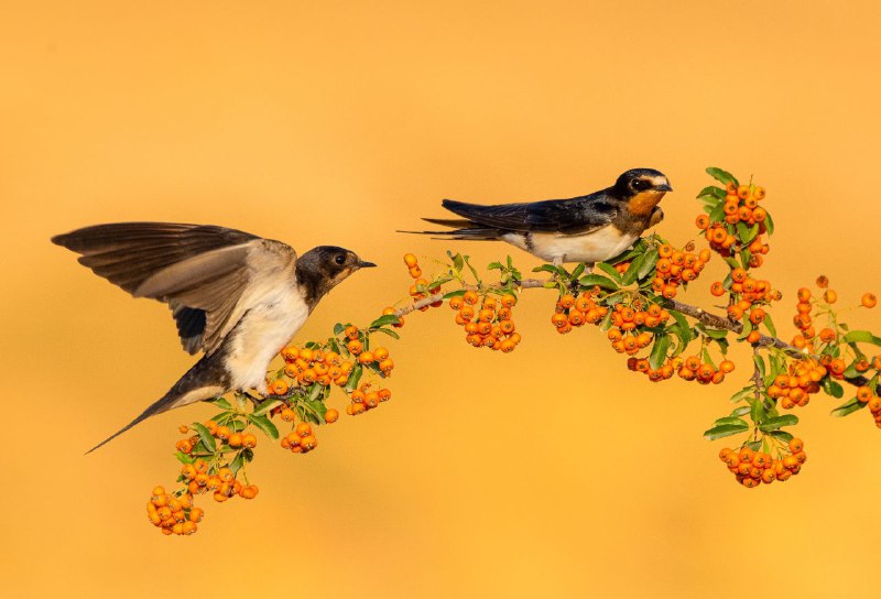 چلچله (پرستو) Barn Swallow
